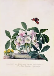 Rose de Noël (Helleborus niger) et Aconit d